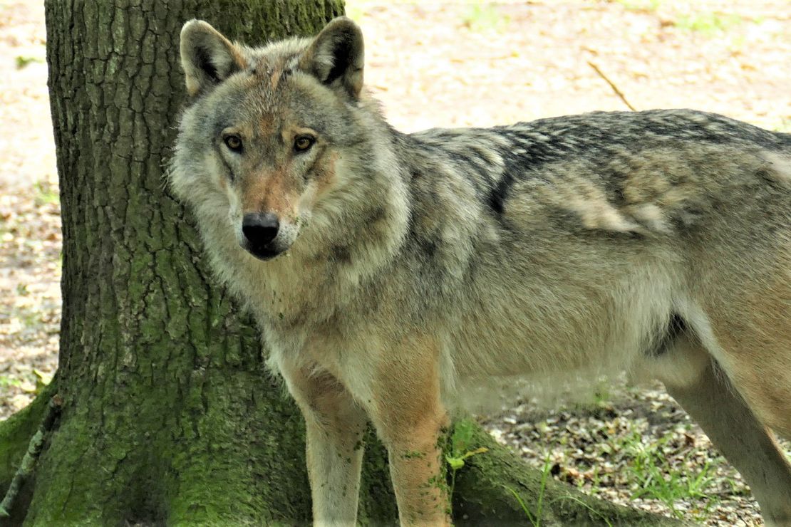 Der Wolf - Rückkehrer in NRW