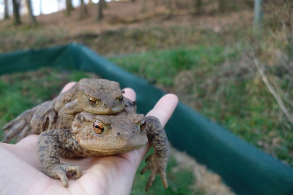 Krötenpaar vor Amphibienzaun