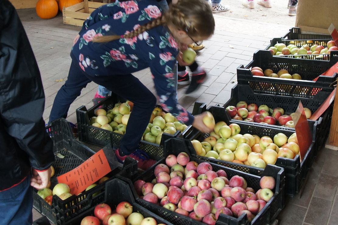 Viele verschiedene Apfelsorten liegen in Sammelkisten