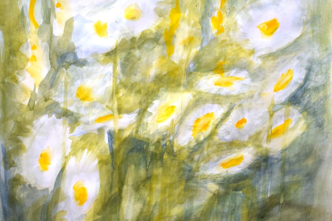 weiße Margeritenblüten im Grün