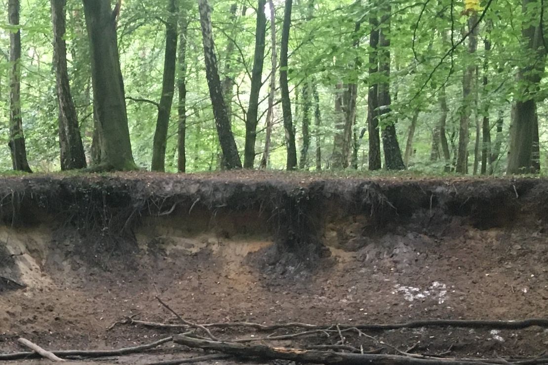 Ein Panoramabild: Waldbäumen stehen auf Wald-Boden