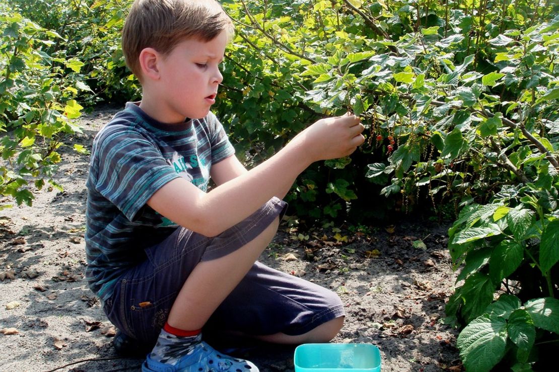 Junge pflückt Johannisbeeren