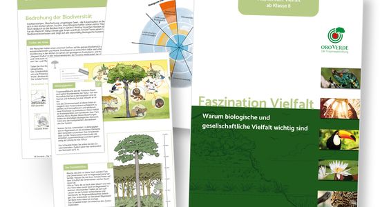 Titelseite und Auszug aus dem Inhalt des neuen Themenhefts "Faszination Vielfalt" von OroVerde - die Tropenwaldstiftung