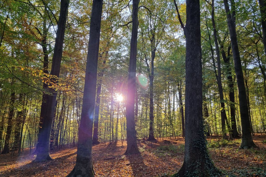 Sonnenlicht fällt durch Bäume auf den Waldboden