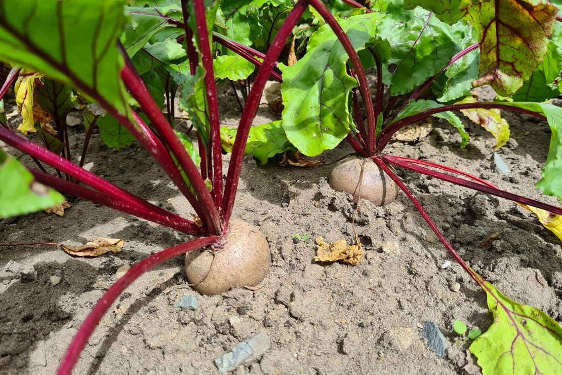Rote Beete, die aus dem Boden gucken