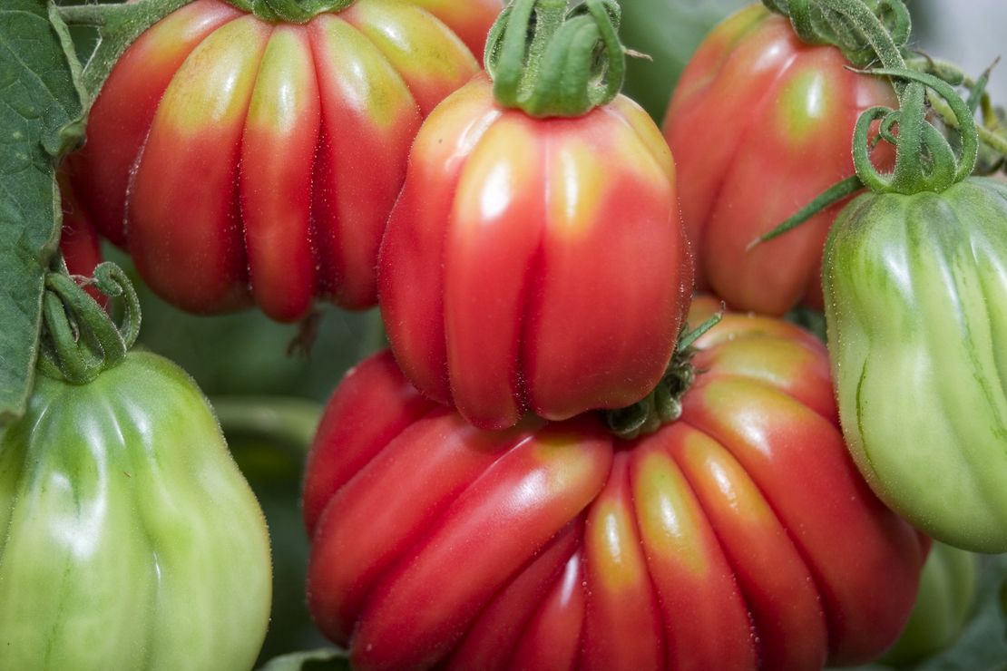 unterschiedliche Tomaten