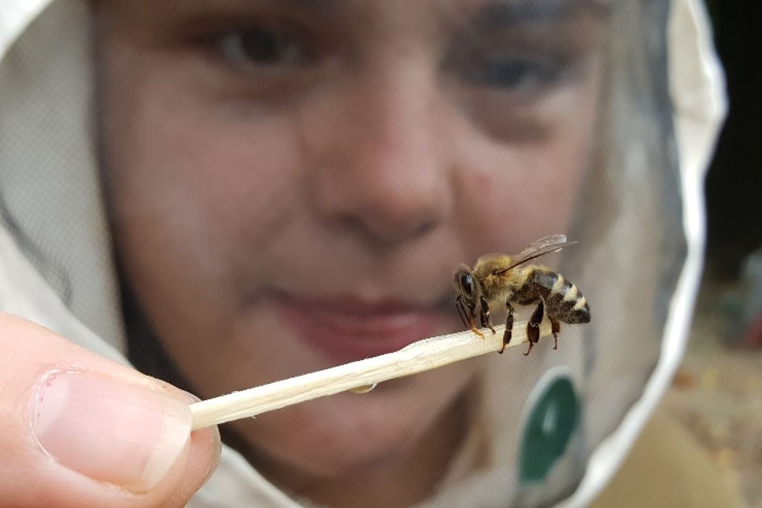 Biene auf einem Streichholz
