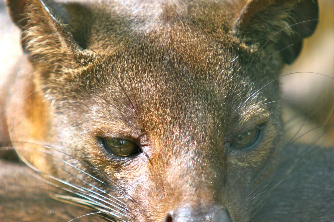 Fossa im Tierpark Hamm