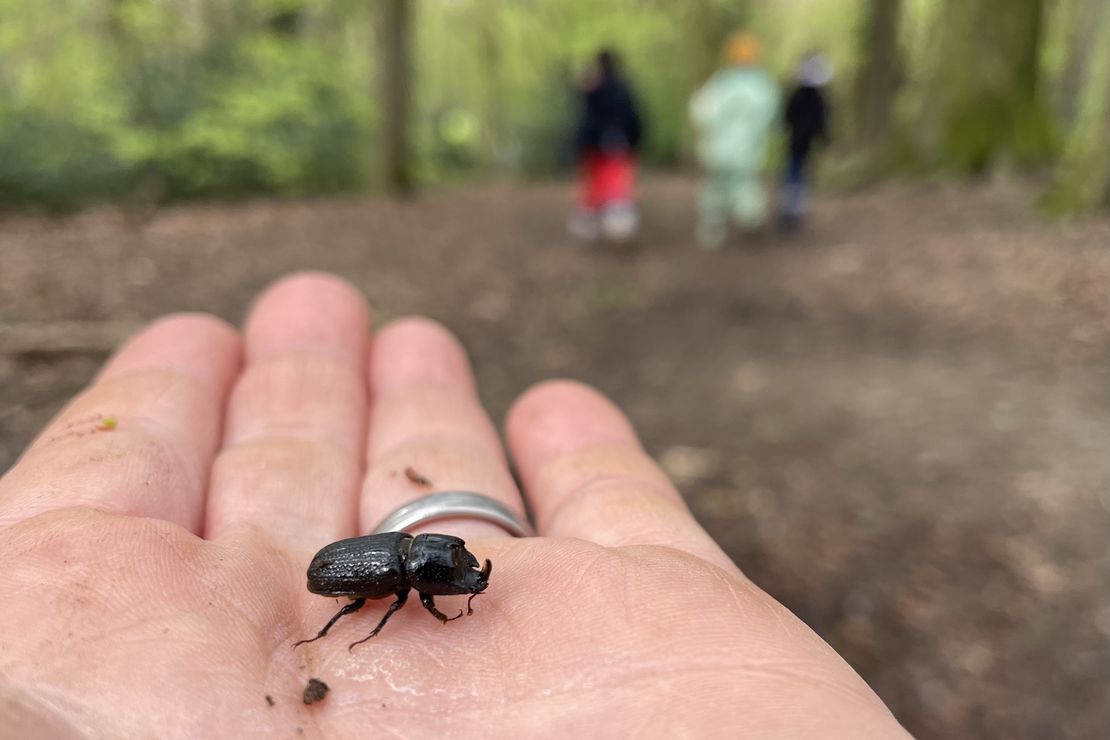 Kopfhornschröter auf einer Hand