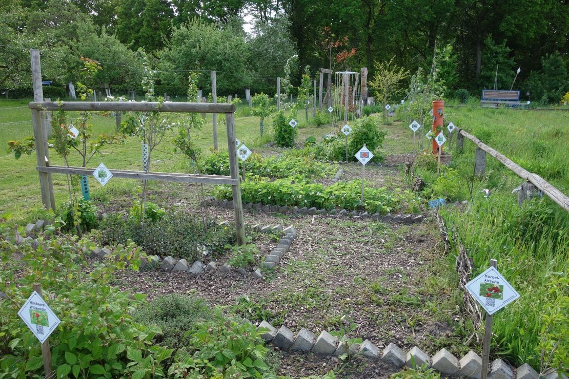 Garten mit Obst- und Beerensträuchern