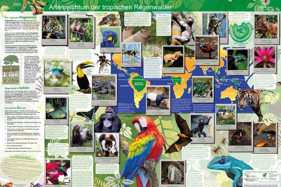 Das Poster "Artenreichtum der tropischen Regenwälder" im Format A1