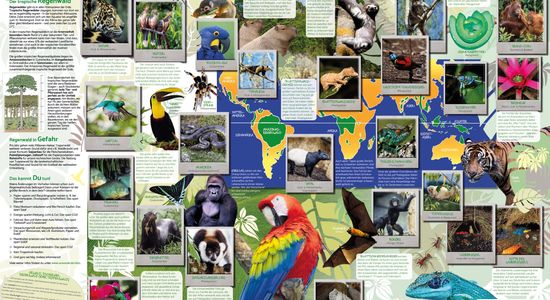 Das Poster "Artenreichtum der tropischen Regenwälder" im Format A1
