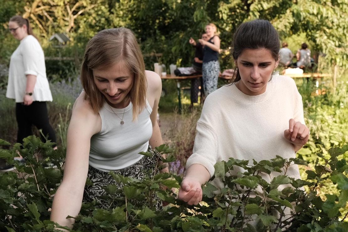 Menschen die Kräuter ernten
