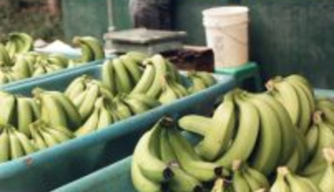 Auf dem Bild ist im Vordergrund ein Marktstand mit Bananen in Kisten zu sehen. Im Hintergrund sind Bananenstauden zu erkennen sowie ein Mann, der Bananen aus einem großen Behälter holt.