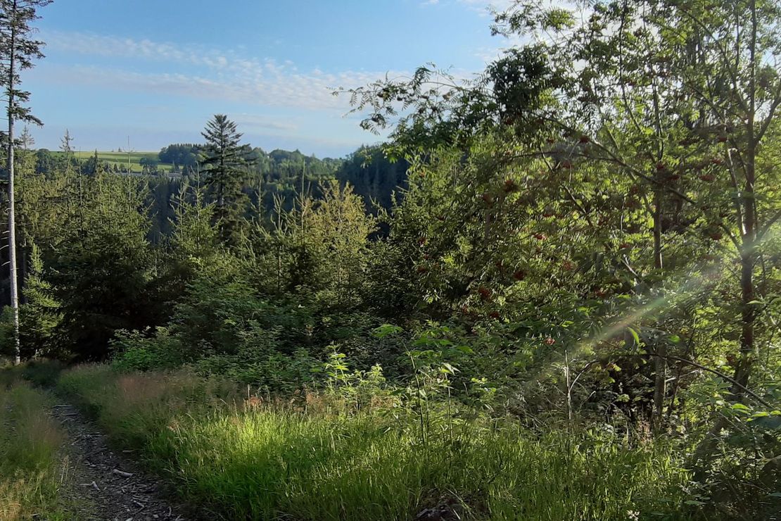 Wald im Sonnenschein