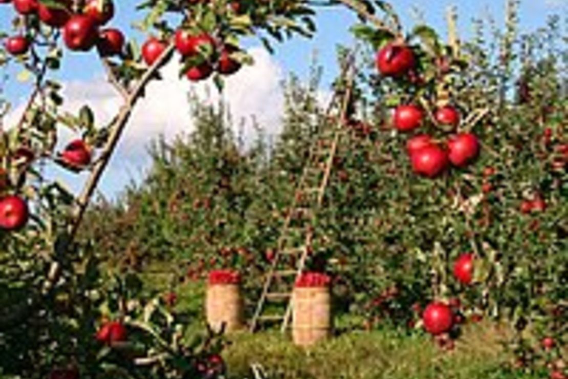Bild der Apfelernte