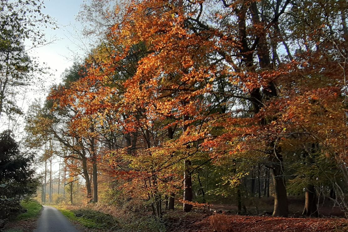 Wald in Herbstfarben