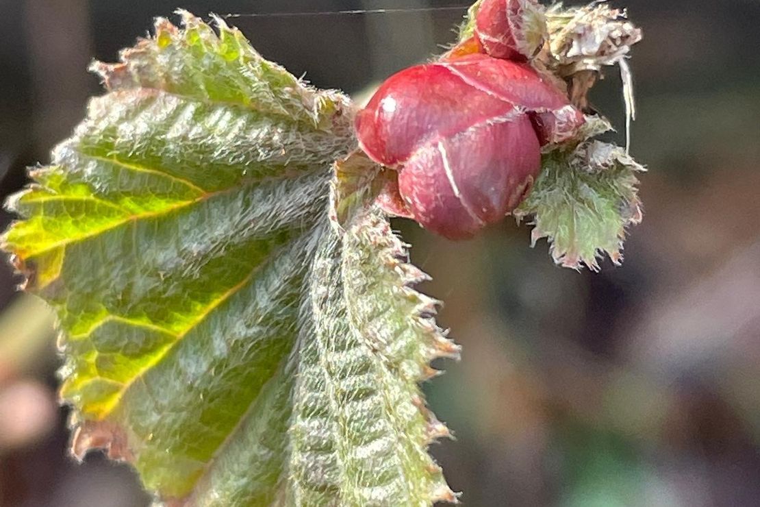 Aufspringende Knospe einer Weinrebe