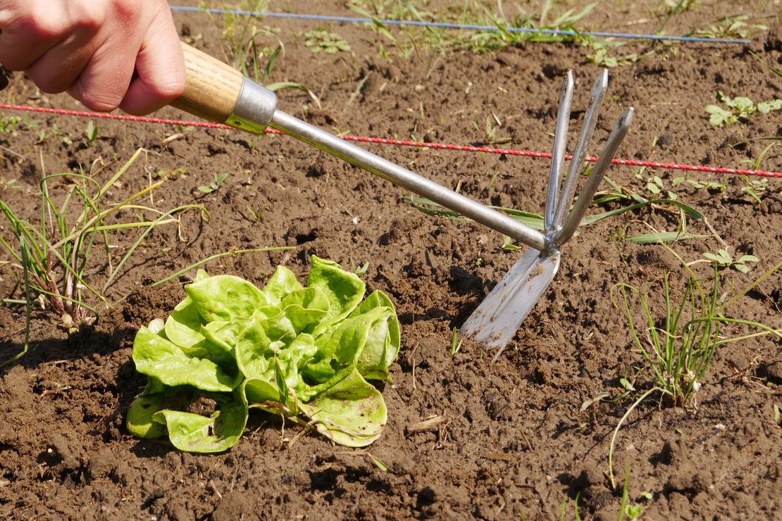 Gartenhacke im Ackerboden, mit der der Boden aufgelockert wird