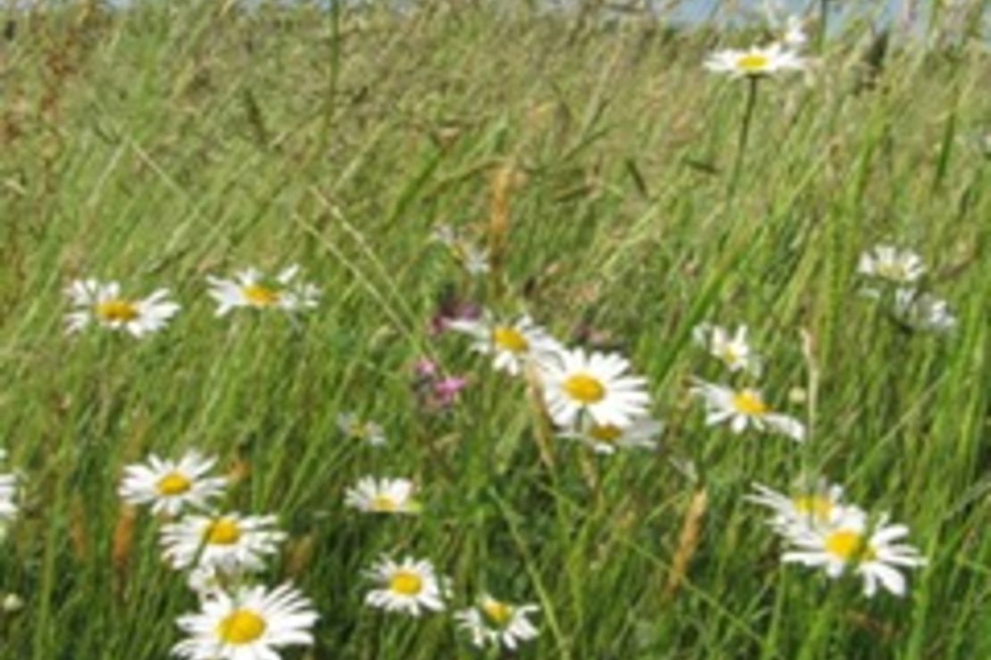 Artenvielfalt auf der Wiese