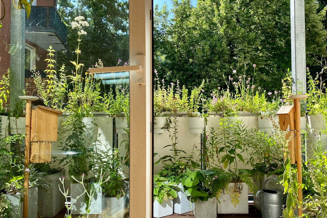 Zu sehen sind verschiedene weiße Gefäße mit heimischen Pflanzen in diversen Größen, die auf einem Balkon stehen. Der Blick wird durch die Balkontür im Vordergrund begrenzt.