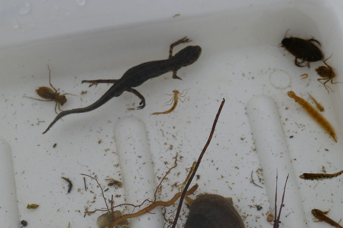 Mit dem Kescher gefangene Wassertiere aus dem Teich am Wahrsmannshof