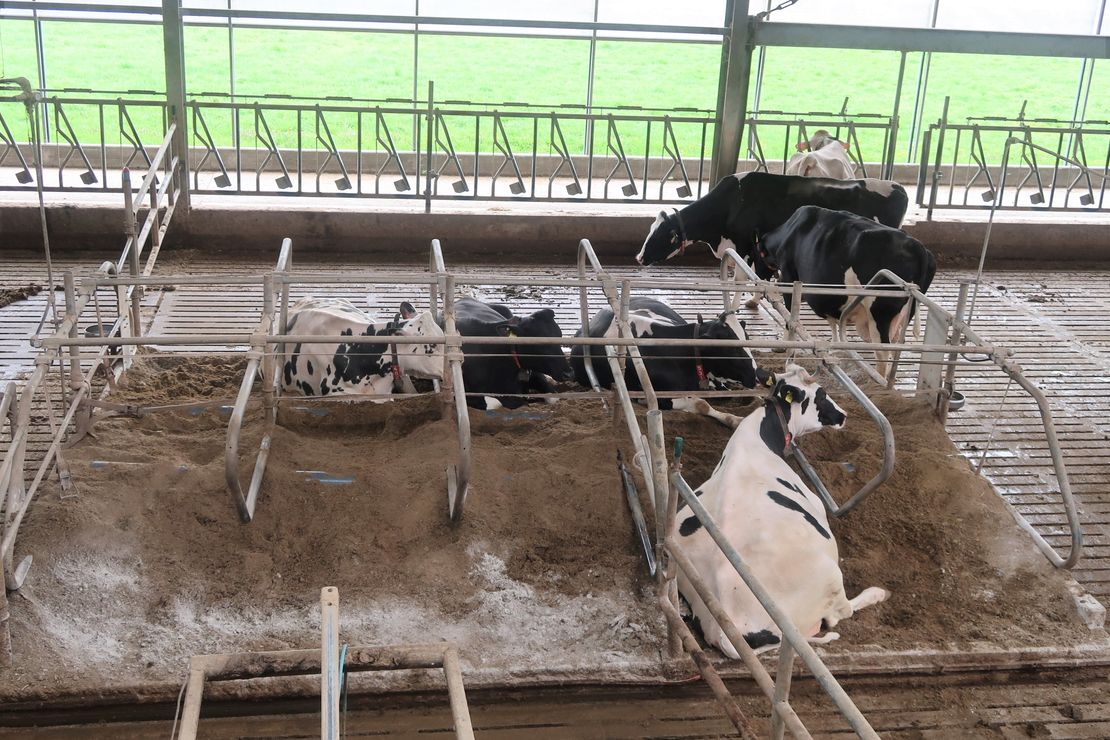 Freilaufende Kühe im Kuhstall