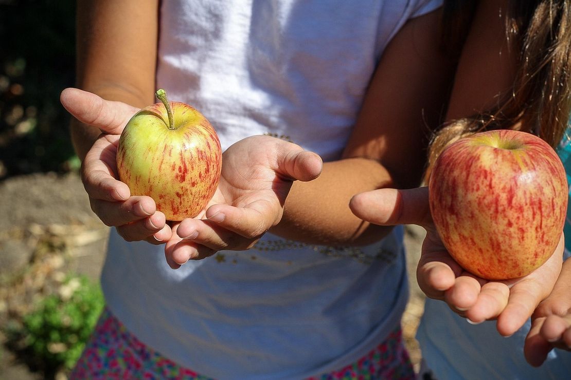 Zwei Kinder halten je einen gelb-rot-gesprenkelten Apfel in die Kamera. Zu sehen sind nur die Arme, Hände und Äpfel. 