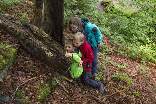 Kinder untersuchen in Begleitung eines Erwachsenen ein Stück Totholz