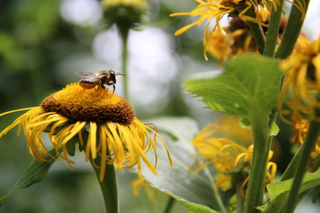 Eine Wildbienen sitzt auf einer gelben Blüte