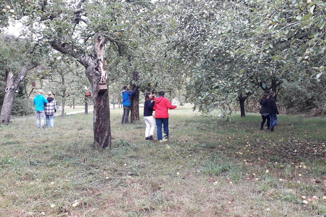 verschieden farbige Äpfel liegen auf einem Tuch