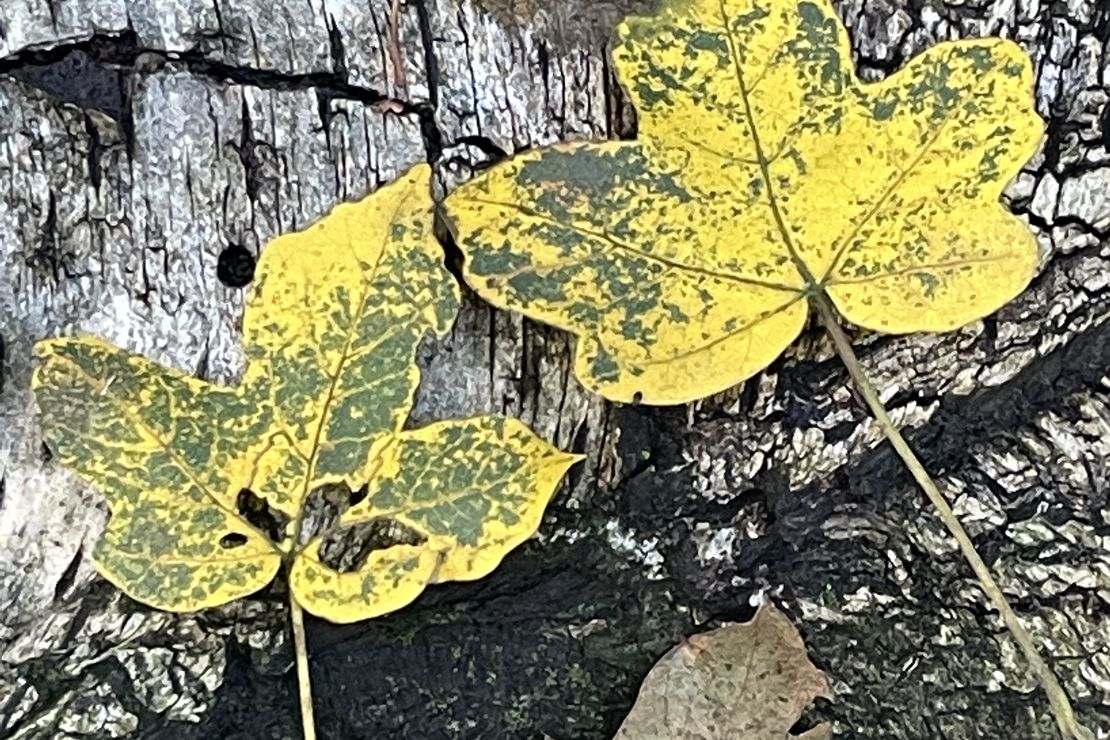 gelbe Herbstblätter auf einem Birkenstamm