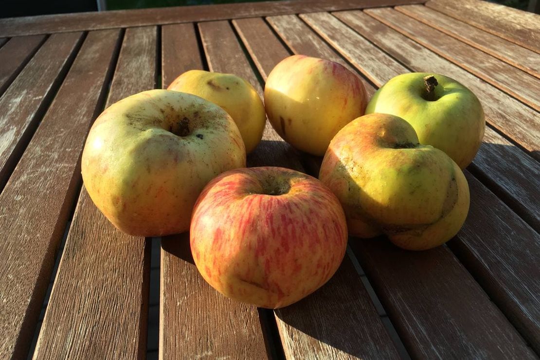 Sechs Äpfel von einer Streuobstwiese auf einem Holztisch