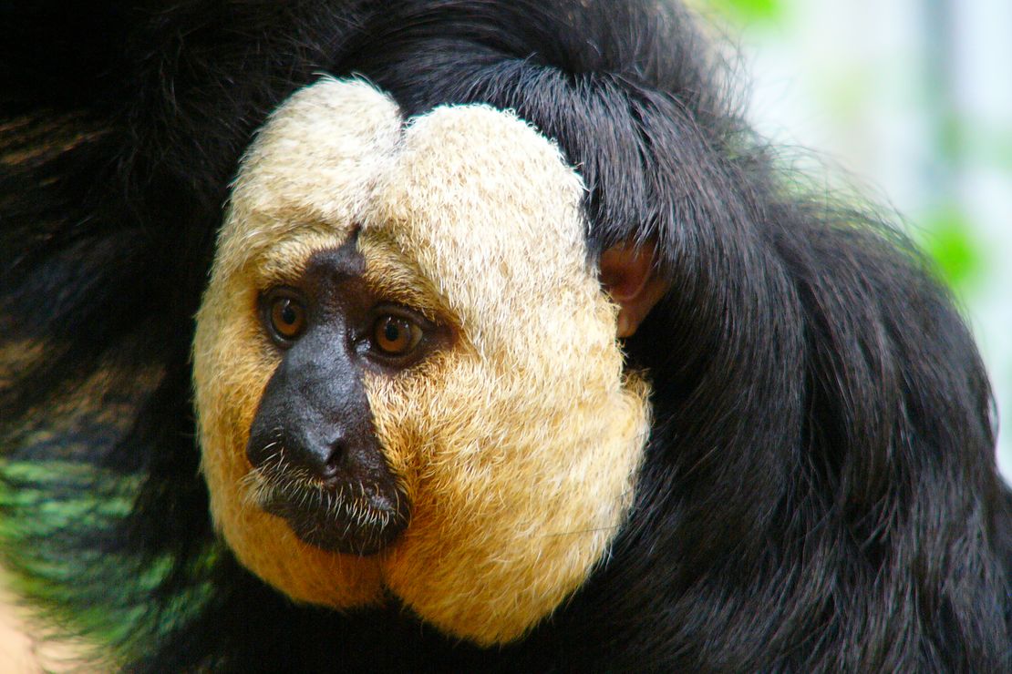 Ein Affe im Regenwaldhaus