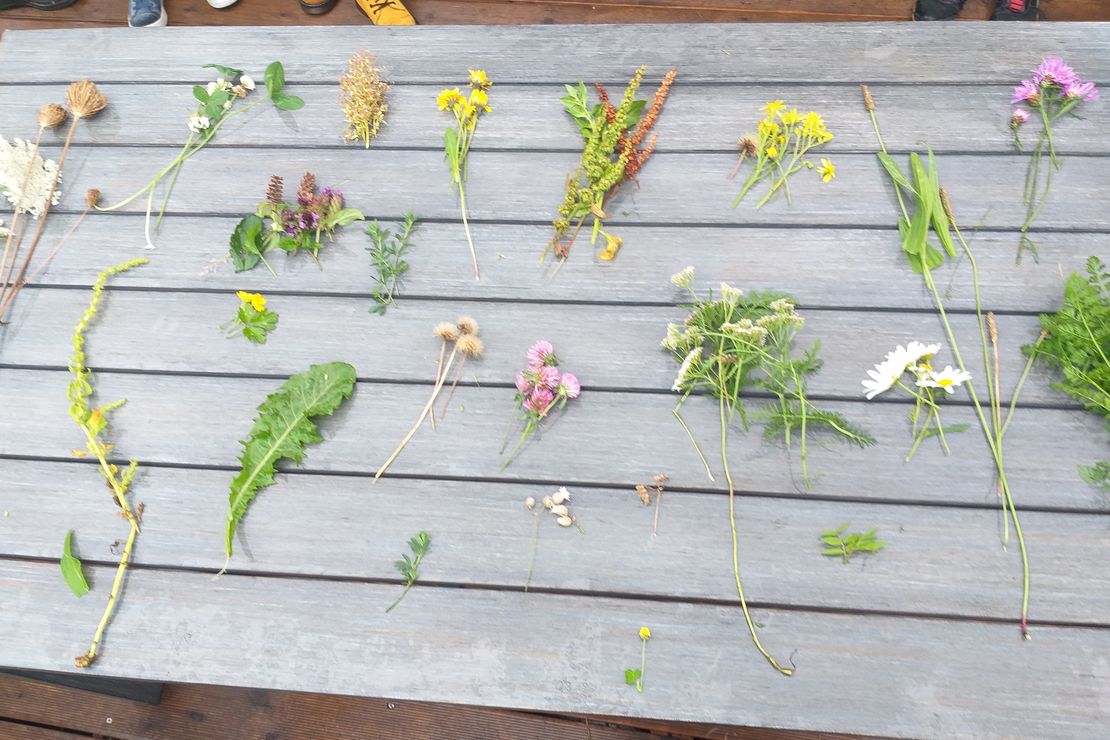 Verschiedene Wildkräuter liegen ausgebreitet auf einem Tisch
