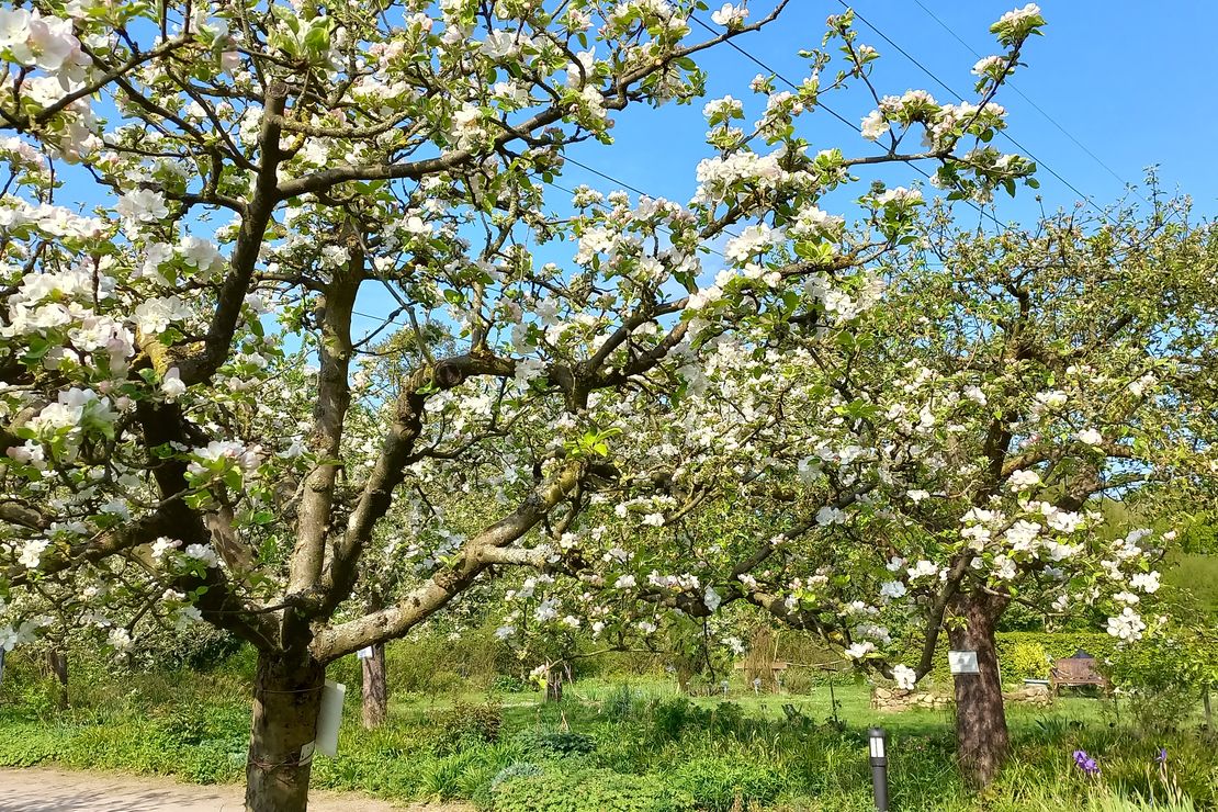 Im Frühling blühen die Apfelbäume