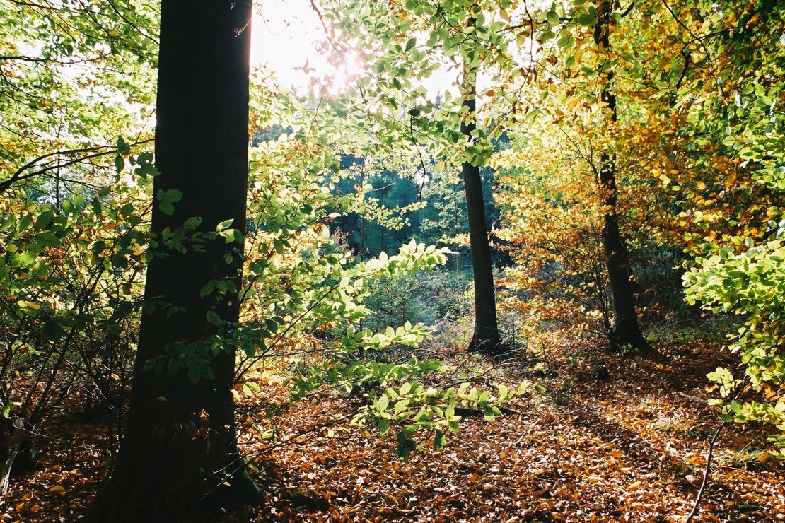 Auf dem Foto ist ein herbstlicher Wald zu sehen