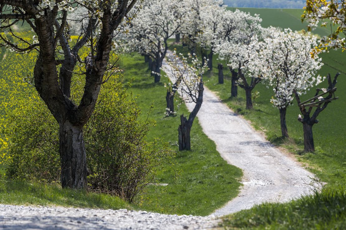 Birnen-Hochstamm-Obstwiese.