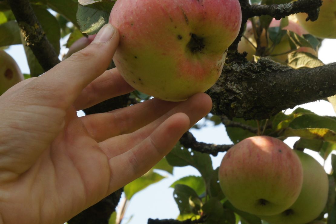 Eine Hand greift nach einem reifen Apfel, der noch am Baum hängt