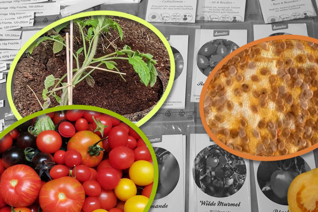 Einblicke in die Tomatenvielfalt