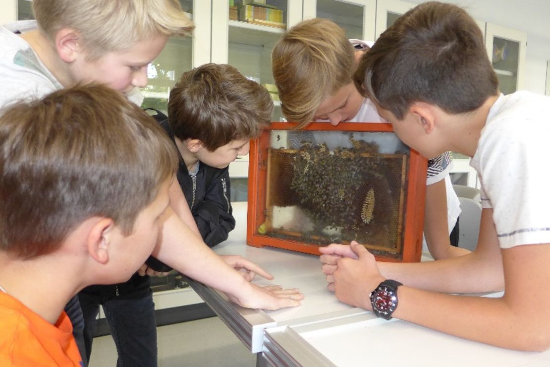 Schülerinnen und Schüler beobachten ein Bienenvolk in einem durchsichtigen Beobachtungskasten.