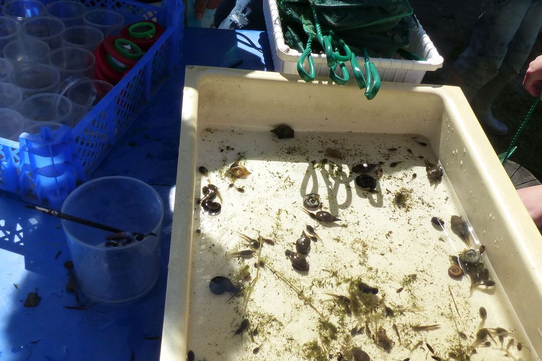 Drei Schallen zeigen wichtige Teile einer Teichuntersuchung: Eine Schale mit Becherlupen, eine mit Keschern und eine mit Wasser gefüllte Schale, die gekescherte Kleintiere enthält.