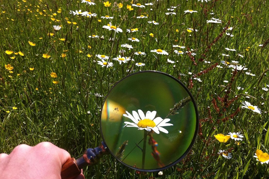 Eine Lupe ist auf eine Wiese gerichtet. In der Vergrößerung erkennt man ein Gänseblümchen.
