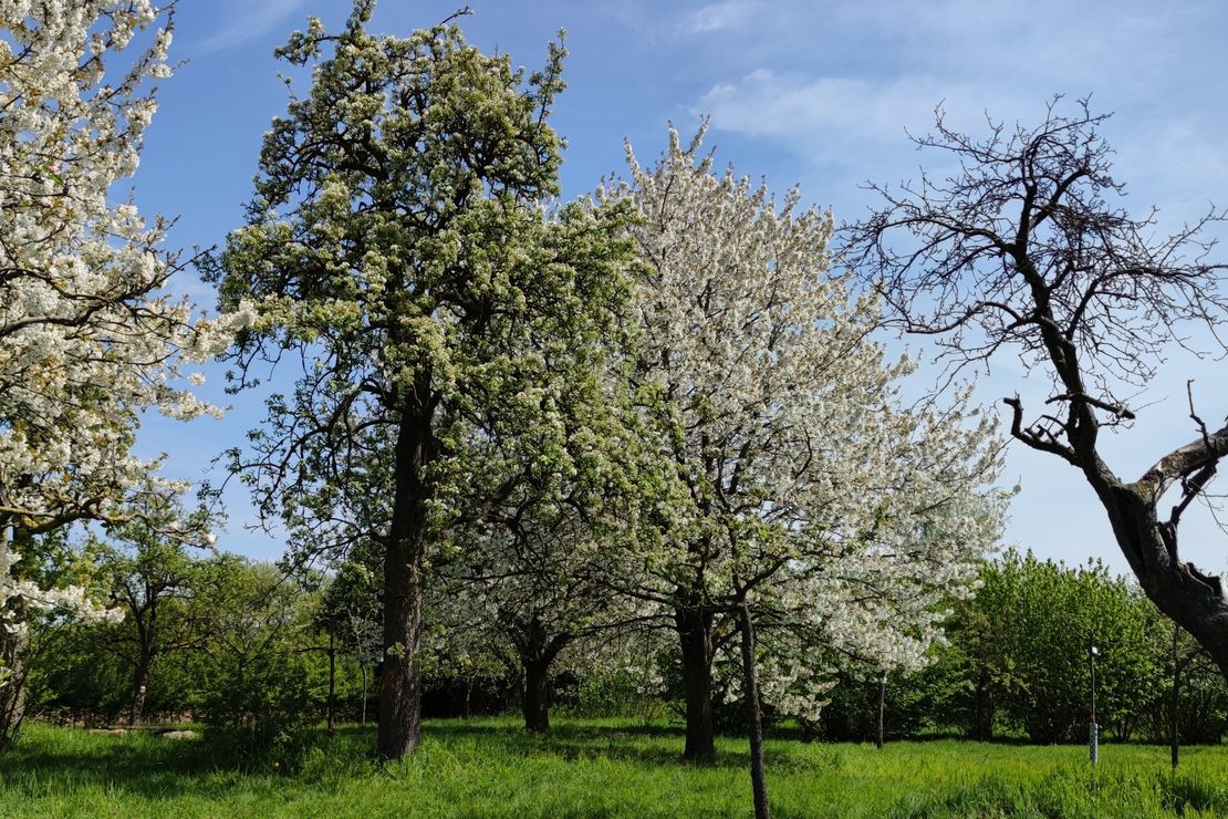 Auf einer Wiese stehen im Vordergrund mehrere alte Obstbäume, von denen drei blühen und einer abgestorben zu sein scheint. Im Hintergrund stehen viele weitere kleinere Obstgehölze.