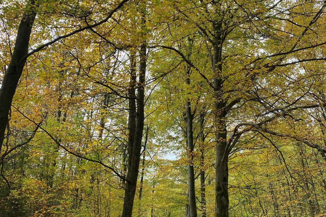 Waldweg im Herbst